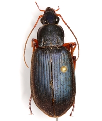 Chlaenius erythropus