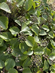 Hedera azorica