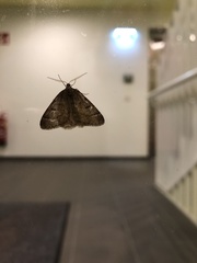Theria rupicapraria