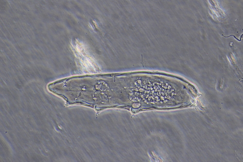 Astatumen image