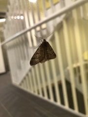 Theria rupicapraria