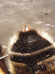 Anthophora affinis
