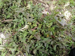 Aristolochia pentandra