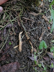 Aristolochia pentandra