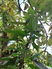 Aristolochia pentandra