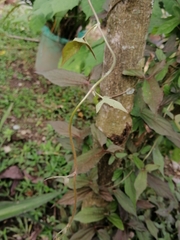 Aristolochia pentandra