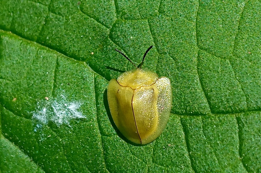 Metriona elatior