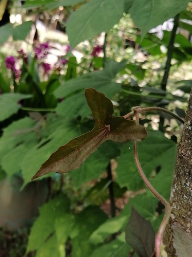 Image of Aristolochia pentandra by (c) Erick Vélez Sánchez, some rights reserved (CC BY)