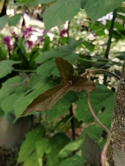 Aristolochia pentandra