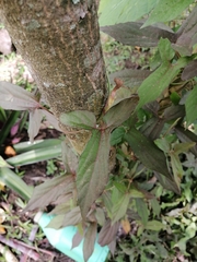 Aristolochia pentandra