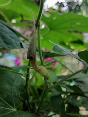 Aristolochia pentandra