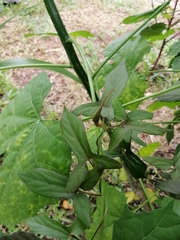 Aristolochia pentandra