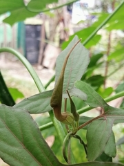 Aristolochia pentandra