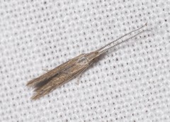 Coleophora texanella