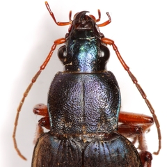 Chlaenius erythropus