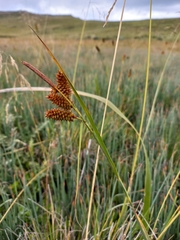 Carex subinflata