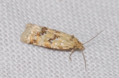 Aethes williana