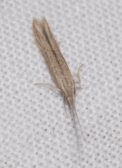 Coleophora texanella