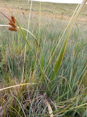 Carex subinflata