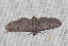 Eupithecia ultimaria