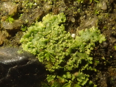 Phaeophyscia nigricans