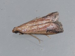 Metallostichodes nigrocyanella