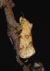 Aethes williana