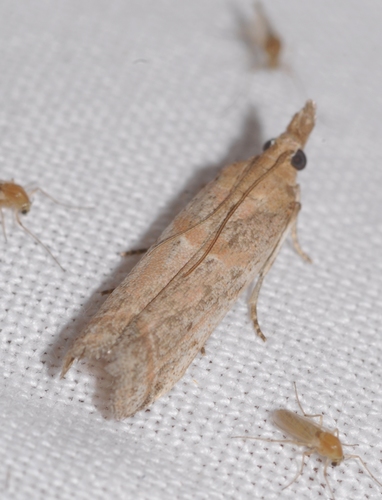 Gymnancyla canella