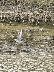 Chroicocephalus ridibundus