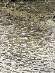 Chroicocephalus ridibundus