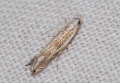 Pseudosophronia exustellus