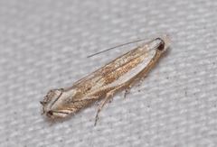 Pseudosophronia exustellus