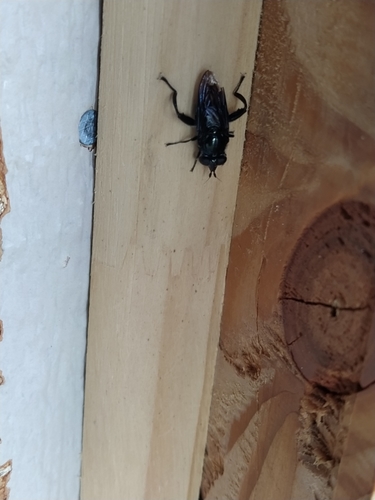 Stilbosoma cyaneum