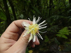 Passiflora discophora