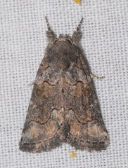 Bryophila vandalusiae