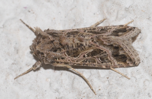 Thysanoplusia daubei
