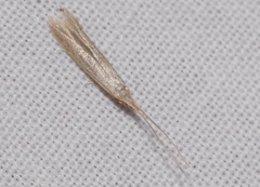 Coleophora adspersella