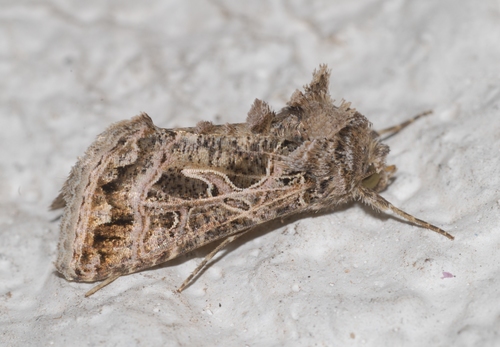 Thysanoplusia daubei