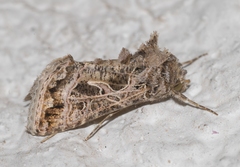 Thysanoplusia daubei