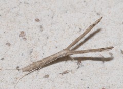 Agdistis tamaricis