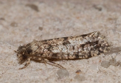 Morophaga morella