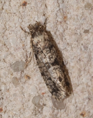 Morophaga morella