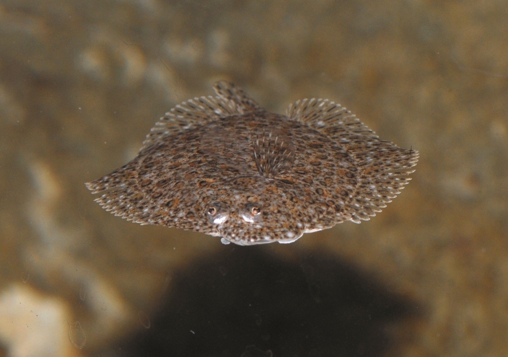 Turbot (Scophthalmus maximus) — Scophthalmidae