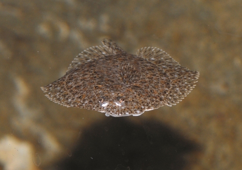 Turbot (Scophthalmus maximus) — Scophthalmidae
