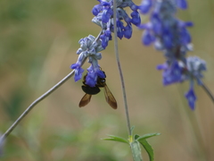 Xylocopa virginica texana