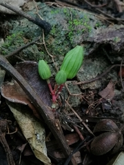 Passiflora rovirosae