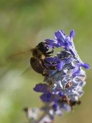 Xylocopa virginica texana