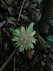 Passiflora rovirosae