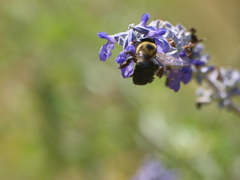 Xylocopa virginica texana