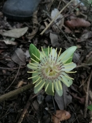 Passiflora rovirosae